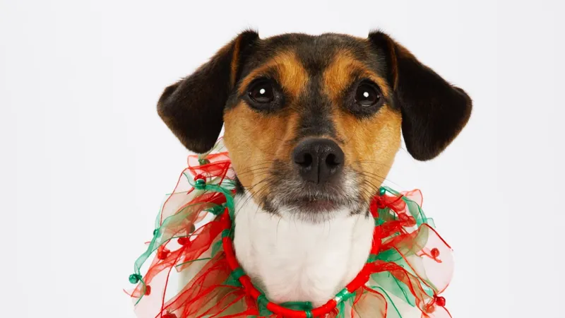 犬の未来を考える 志村けんさんが愛した元捨て犬 ちび ちゃんは朝日山部屋に 命を繋ぐとは 石井万寿美 個人 Yahoo ニュース 犬の未来を考える 志村けんさんが愛した元捨て犬 ちび ちゃんは朝日山部屋に 命を繋ぐとは 石井万寿美 個人 Yahoo ニュース