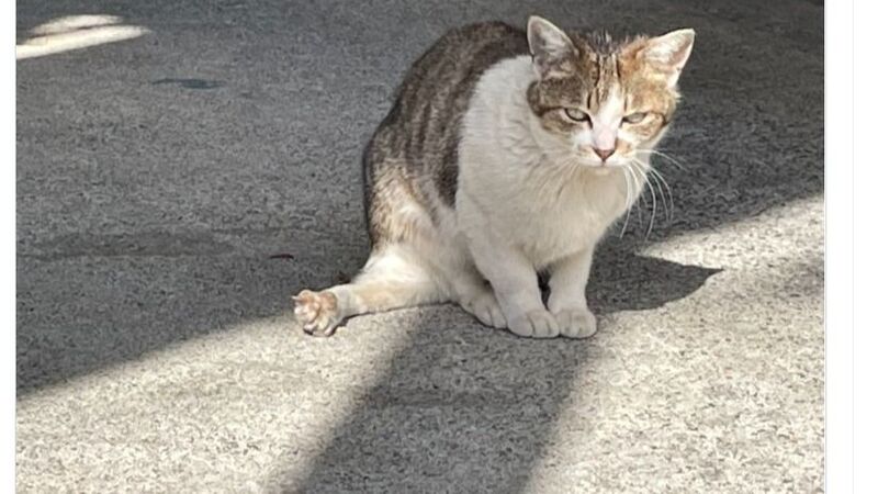 脚が5本の猫 がsnsで話題に 脚や指の多い猫について獣医師が解説 石井万寿美 個人 Yahoo ニュース 脚が5本の猫 がsnsで話題に 脚や指の多い猫について獣医師が解説 石井万寿美 個人 Yahoo ニュース