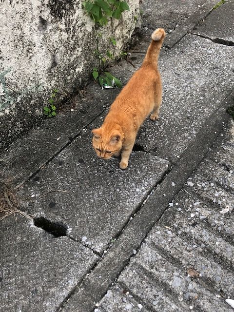 猫の豆知識 幸福を招く かぎシッポ って知っていますか 石井万寿美 個人 Yahoo ニュース 猫の豆知識 幸福を招く かぎシッポ って知っていますか 石井万寿美 個人 Yahoo ニュース