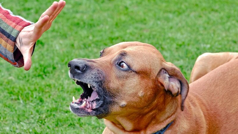 愛犬が ハンマー で殴られないために コロナ禍で問題になりやすい鳴き声をどうすれば 石井万寿美 個人 Yahoo ニュース 愛犬が ハンマー で殴られないために コロナ禍で問題になりやすい鳴き声をどうすれば 石井万寿美 個人 Yahoo ニュース