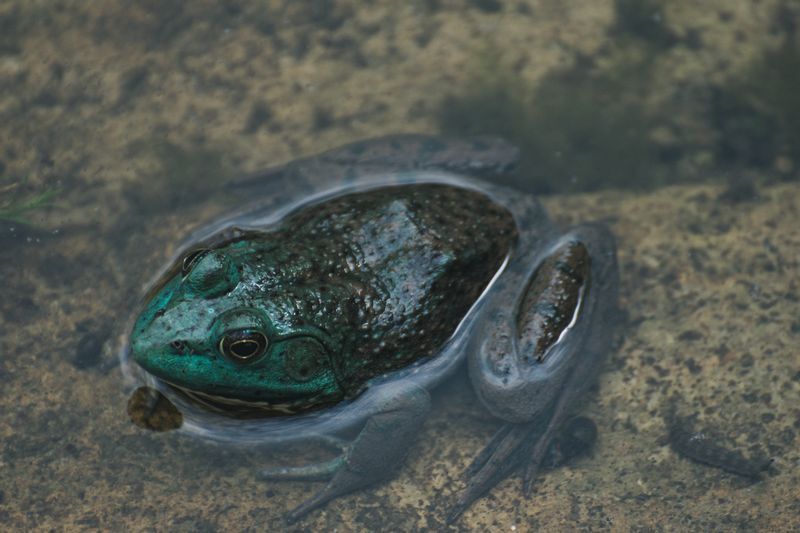 ウシガエル