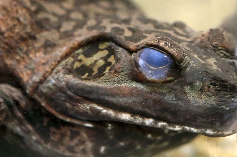 ウシガエル 目の後ろに鼓膜