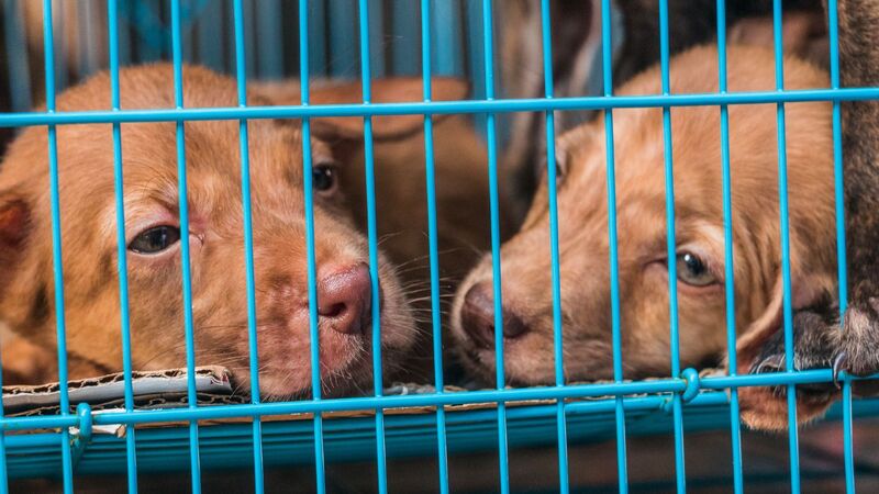 吠えない犬の闇 繁殖犬を改正動物愛護管理法の数値規制だけでは守れないものとは 石井万寿美 個人 Yahoo ニュース 吠えない犬の闇 繁殖犬を改正動物愛護管理法の数値規制だけでは守れないものとは 石井万寿美 個人 Yahoo ニュース