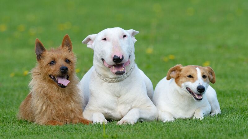 犬は 貨物扱い 猛暑での飛行機搭乗はペットに命の危険が 石井万寿美 個人 Yahoo ニュース 犬は 貨物扱い 猛暑での飛行機搭乗はペットに命の危険が 石井万寿美 個人 Yahoo ニュース
