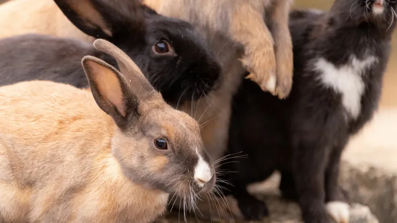 ウサギの多頭飼育崩壊 一般家庭で 2年で0匹 以上に ウサギの繁殖能力とは 石井万寿美 個人 Yahoo ニュース