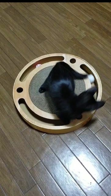 撮影は飼い主のIさん　知育のおもちゃで遊ぶ后梅ちゃん