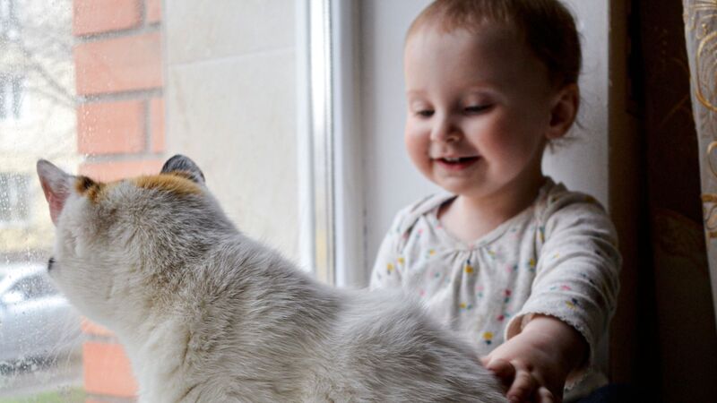 猫を外に出すと妊婦さんや乳幼児に感染症の危険が その病気とは 石井万寿美 個人 Yahoo ニュース 猫を外に出すと妊婦さんや乳幼児に感染症の危険が その病気とは 石井万寿美 個人 Yahoo ニュース