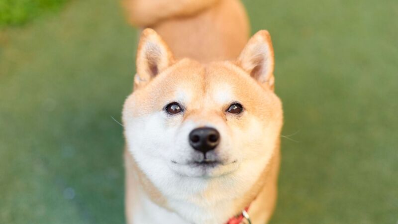 犬が小田急電車に乗車 駅員をかむ 人気の犬種 柴犬のトラブルは意外と多い 石井万寿美 個人 Yahoo ニュース 犬が小田急電車に乗車 駅員をかむ 人気の犬種 柴犬のトラブルは意外と多い 石井万寿美 個人 Yahoo ニュース