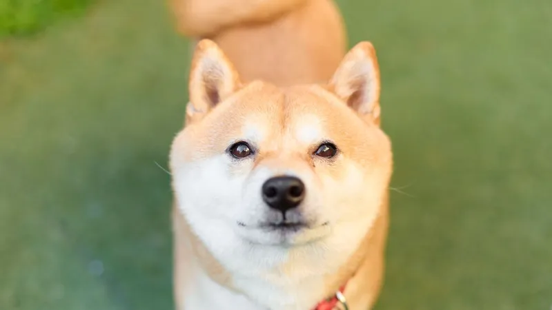 犬が小田急電車に乗車 駅員をかむ 人気の犬種 柴犬のトラブルは意外と多い 石井万寿美 個人 Yahoo ニュース 犬が小田急電車に乗車 駅員をかむ 人気の犬種 柴犬のトラブルは意外と多い 石井万寿美 個人 Yahoo ニュース