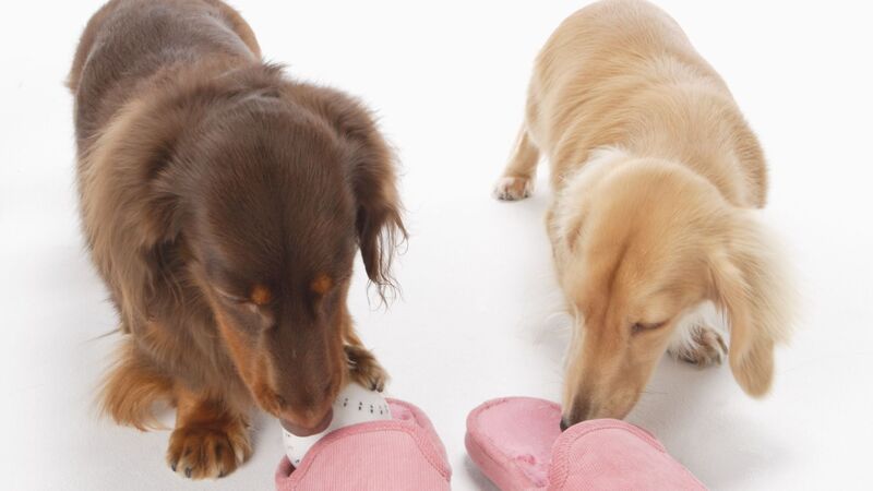 オムツをかみちぎり繁殖 犬の多頭飼育崩壊を防ぐ方法は不妊去勢手術以外にあるの 石井万寿美 個人 Yahoo ニュース オムツをかみちぎり繁殖 犬の多頭飼育崩壊を防ぐ方法は不妊去勢手術以外にあるの 石井万寿美 個人 Yahoo ニュース