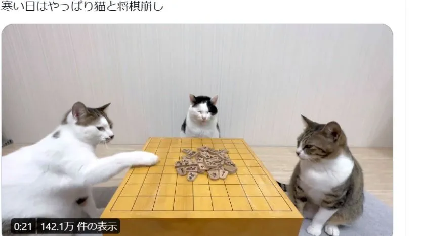 猫の動画「寒い日に将棋崩し」が話題。ニャンコは進化しているのか?（石井万寿美） - エキスパート - Yahoo!ニュース