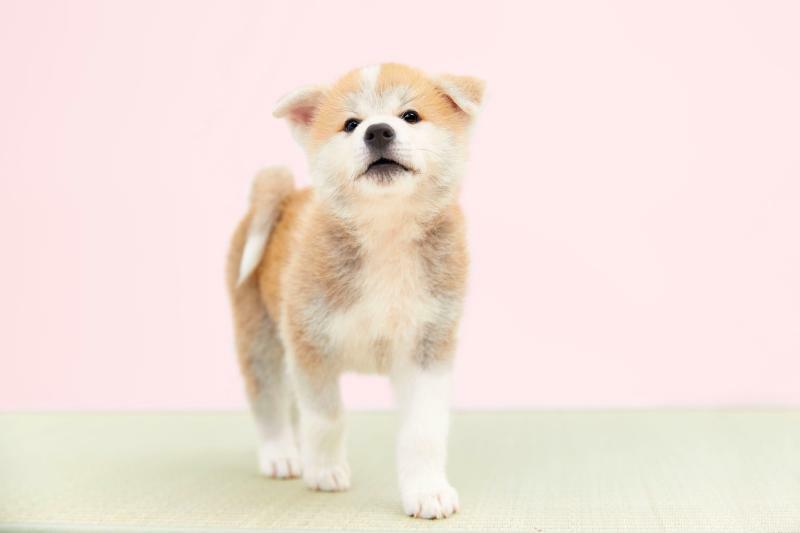 秋田犬のイメージ写真