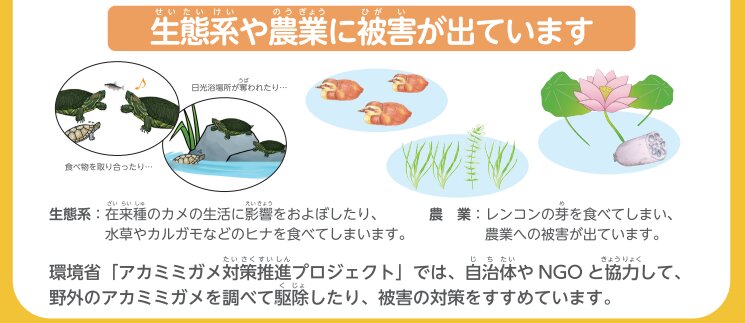 環境省　自然環境局　「日本の外来種対策」サイトのアカミミガメの項目　より