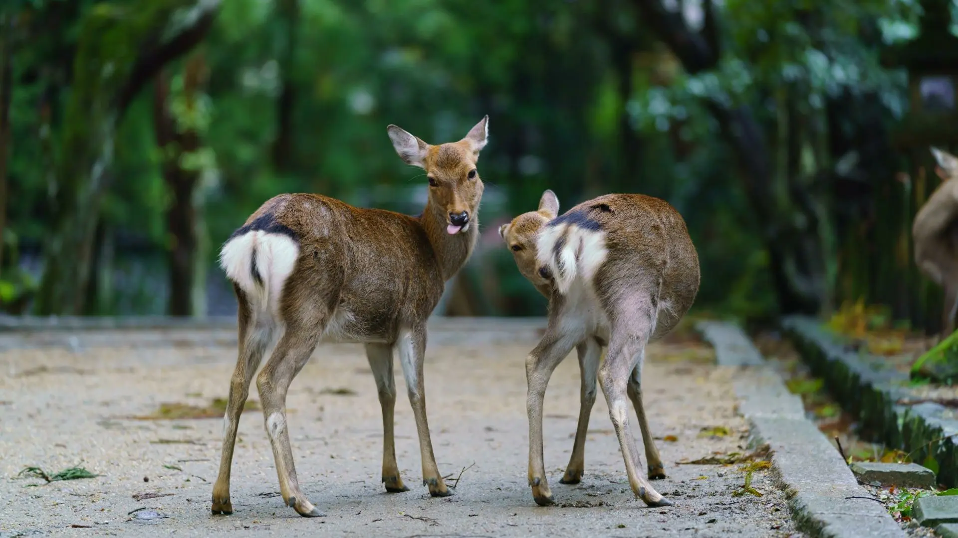 獣医師が解説】奈良公園の鹿「想像の100倍マダニがくっついている」と話題に。その真偽と接し方（石井万寿美） - エキスパート - Yahoo!ニュース