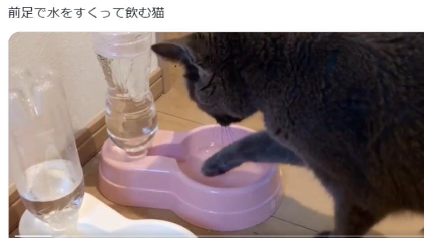 ペット 水飲み 前足 対策