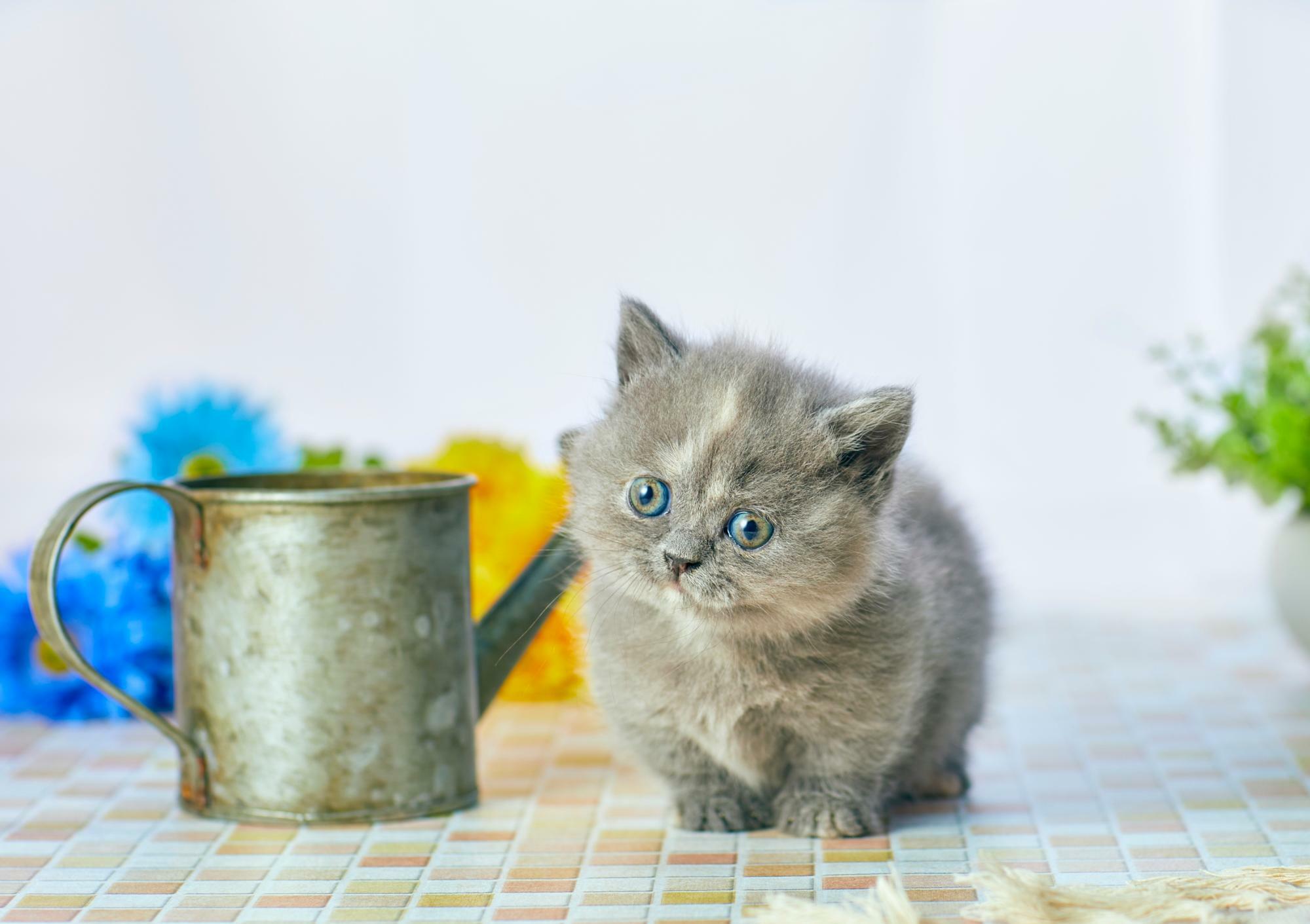 ミヌエットの子猫のイメージ写真