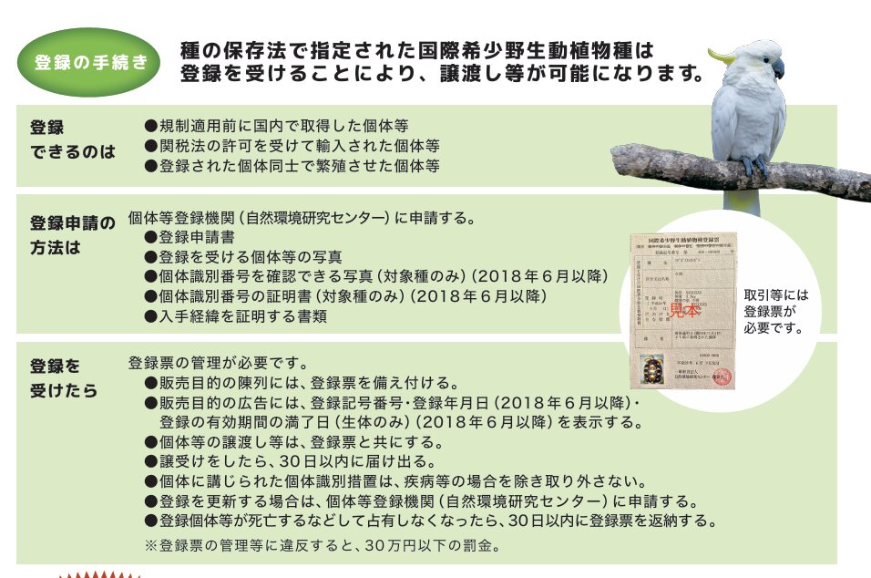 未登録の「ヨウム」を譲渡で捜査 知らずに渡すと逮捕も?(石井 未登録の「ヨウム」を譲渡で捜査 知らずに渡すと逮捕も?(石井