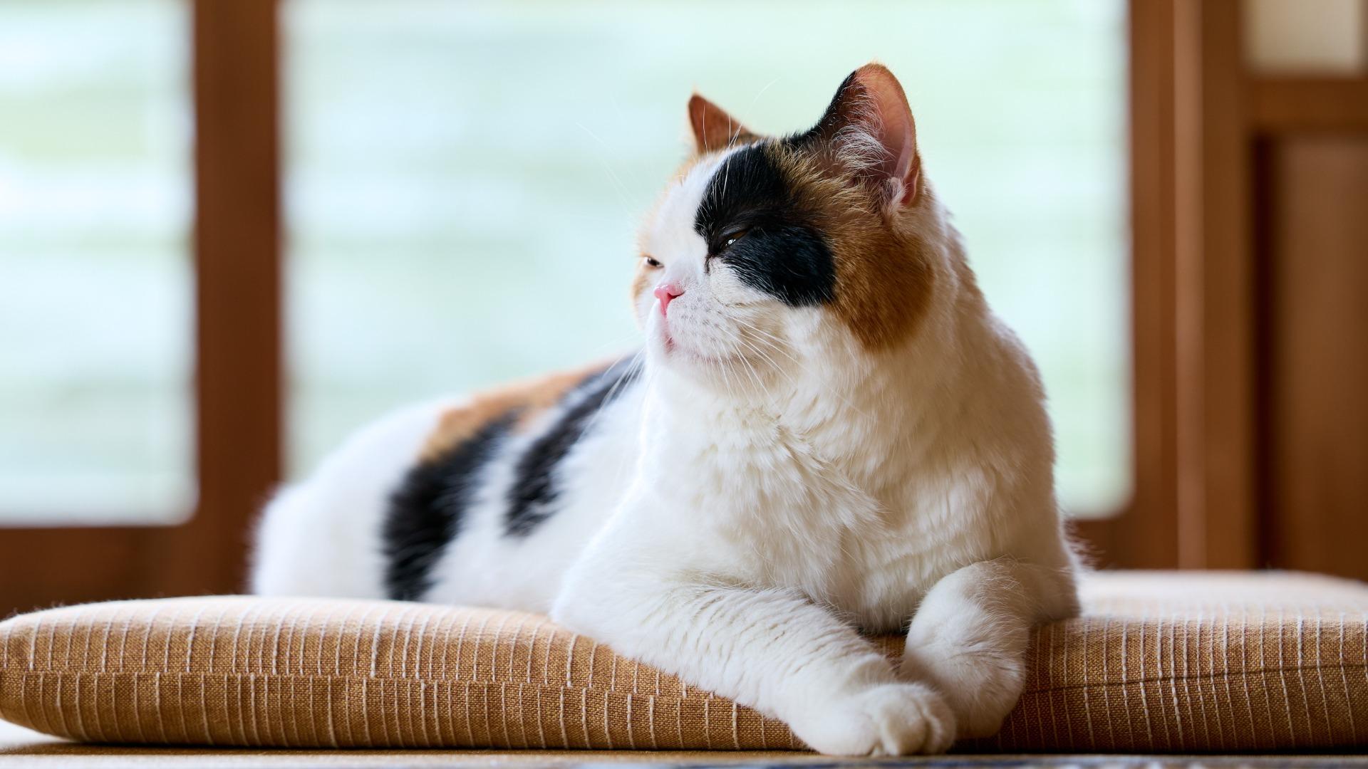 三毛猫さま専用 VITAL SIGNS