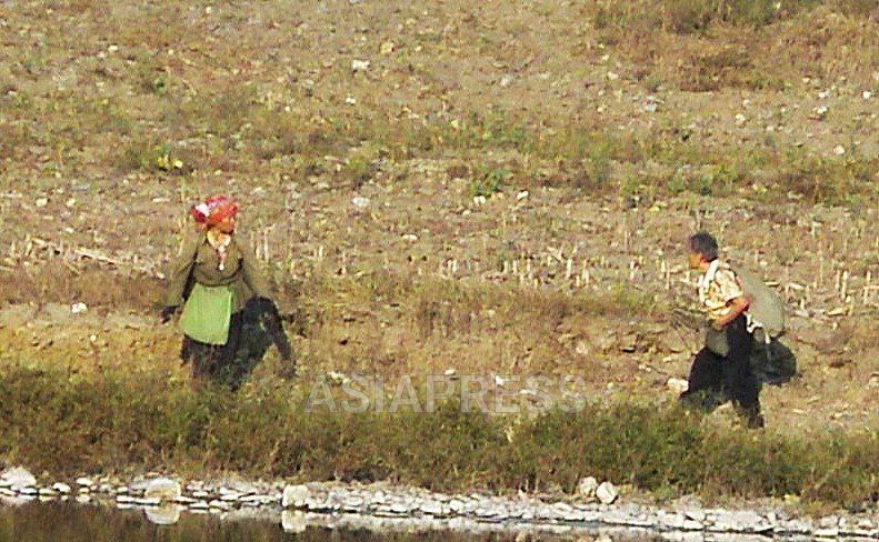 平壌郊外の農村で落穂を拾う農婦たち。ミレーの絵と同じような口の大きな袋の前掛けを付けている。2008年9月に撮影アジアプレス。