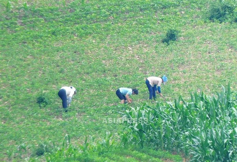 こちらは協同農場員による草取りと見られる。