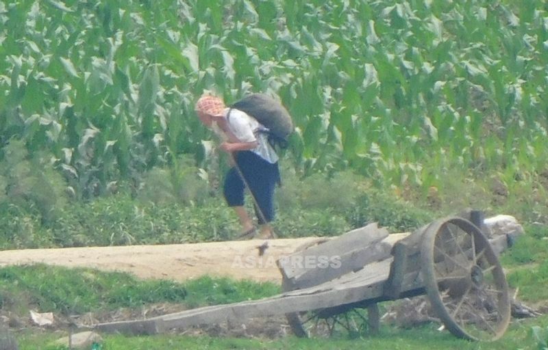 大きな背嚢を背負い畑の脇を歩く女性。写真を見た脱北者によると、トウモロコシの穂の生育は良くないという。