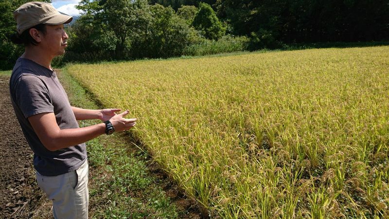 田んぼのひとつは「タネ採り田」。大きいタネを選び育苗する。農薬が出現する前の農業に戻し、大地の健全化をはかっている。最上の発酵のためには、最良の自然栽培の米を、が信条　（撮影／Haruo Isshi）