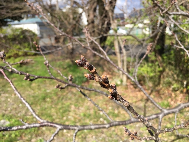 ３月１２日の静岡の標準木の様子（筆者撮影）