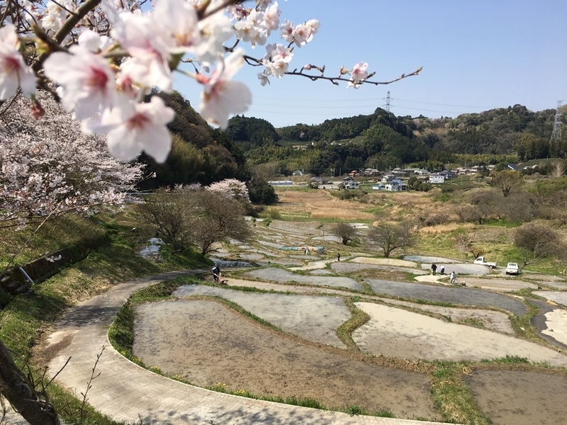 満開の桜と棚田筆者撮影