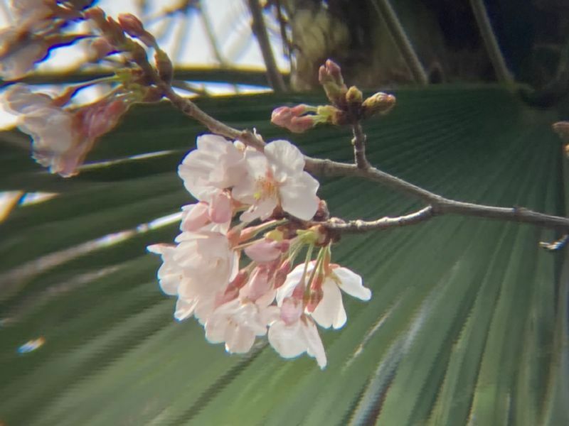 静岡地方気象台の標本木3月20日に開花した（筆者撮影）