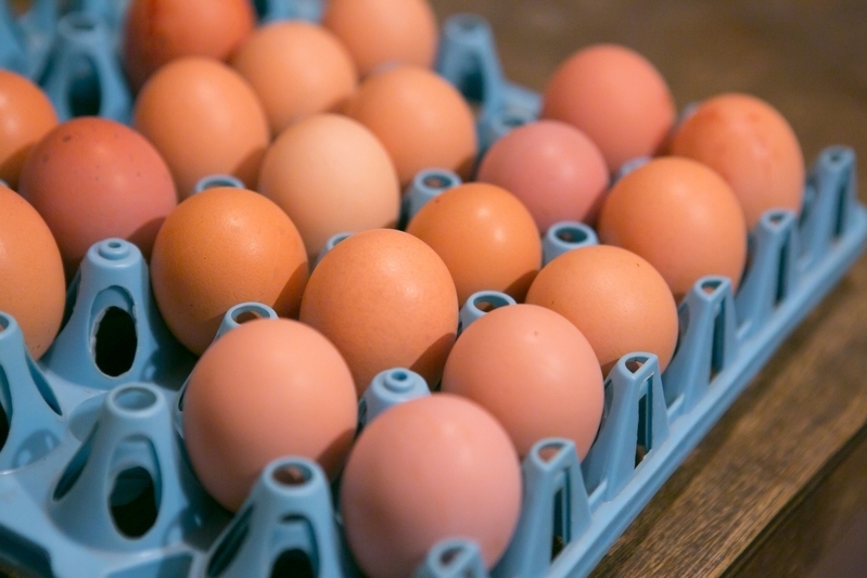 メノビレッジでは鶏も飼育していて新鮮な卵がとれる。 会員がボランティアで配達も。