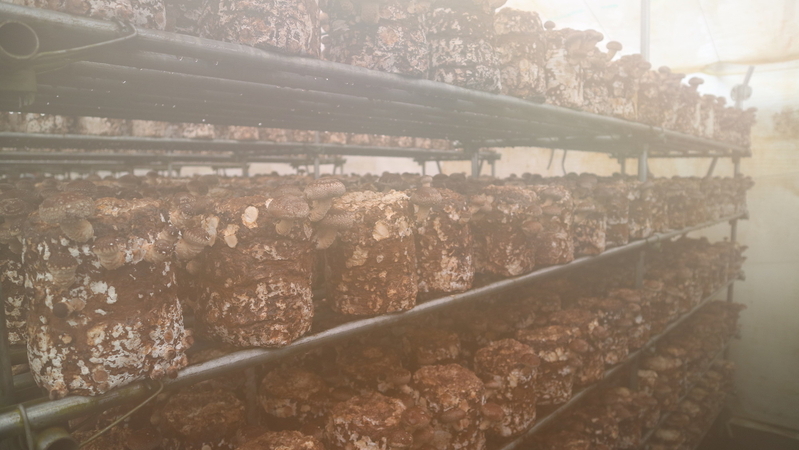 バイオマス熱による温床椎茸の栽培も始まった。一つの町だけでは木質チップの供給量など限界があるため、「町内」という域にこだわらず、近隣の市町村との連携も考えている。