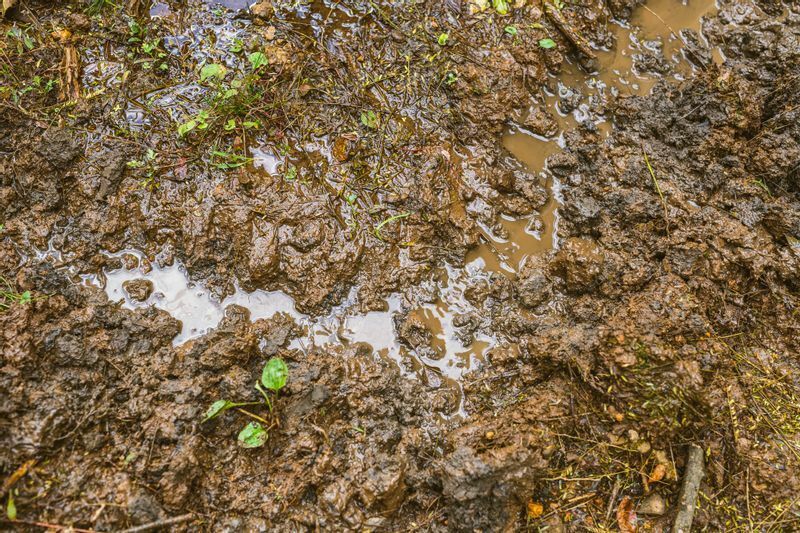 どんな土も空気が停滞し水の抜け道がないと、こうしたガスの溜まったグライ土壌になる。そこに空気を抜いて、水の通り道をつくってやると次第に普通の土に戻るという。