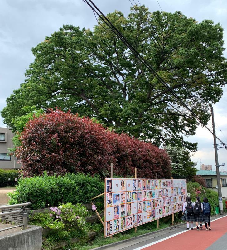 「トトロの樹」として親しまれている大きなケヤキの木の近くに、選挙ポスターが設置されている。一番上の高さは2メートルを超える（撮影・亀松太郎）