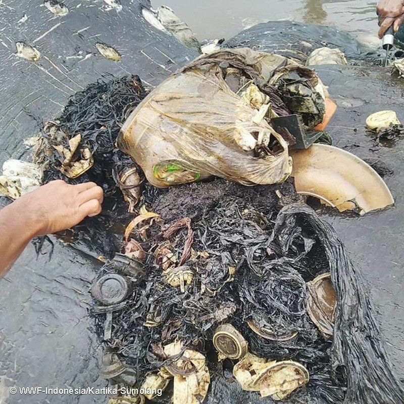 鯨のお腹から６キロものプラスチックごみがみつかった（WWFインドネシア）