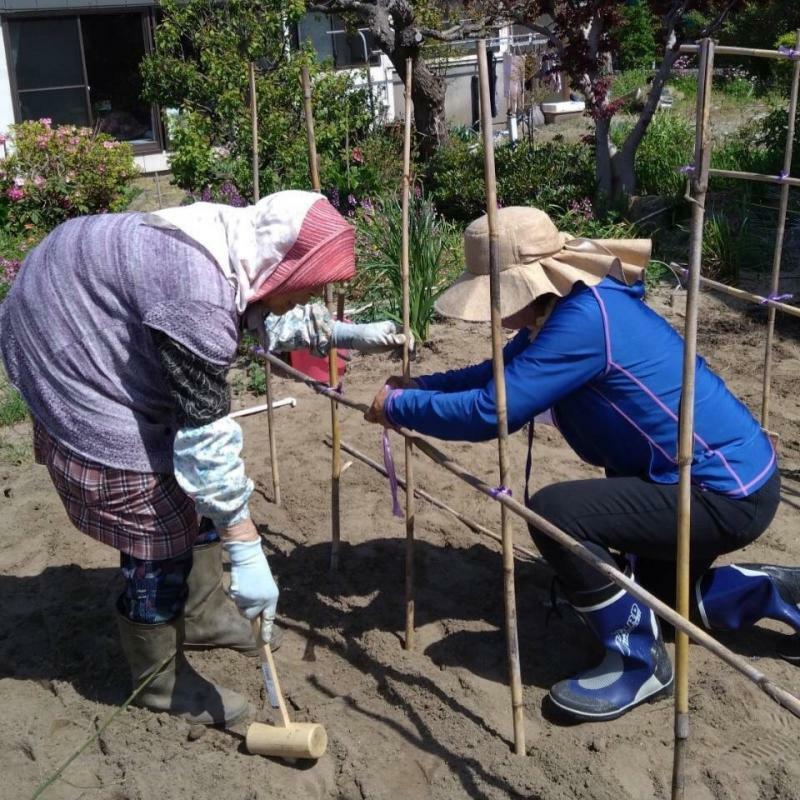 依頼主指導のもと、野菜を支える支柱を立てる。（写真提供：角田浜支え合いの会）