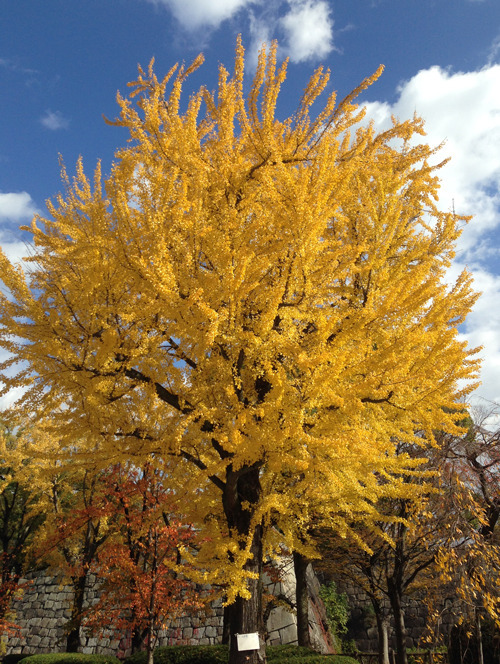 大阪のイチョウの標本木。発芽・黄葉・落葉を観測。