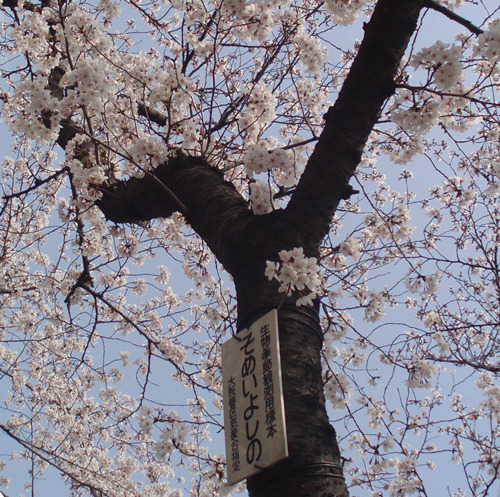大阪のサクラの標本木。サクラは開花・満開を観測。
