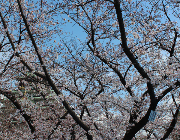 大阪の桜（ソメイヨシノ）の標本木（右）。左手後方に大阪城が見える。