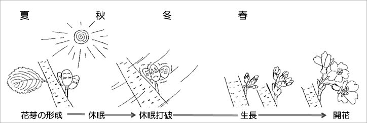 花芽の形成、休眠打破、生長、開花の過程を示した模式図（気象庁HPより）。
