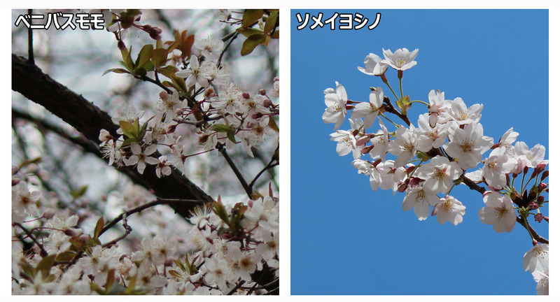 ベニバスモモ（左）とソメイヨシノ（右）。花の形だけ見ると、とてもよく似ています。