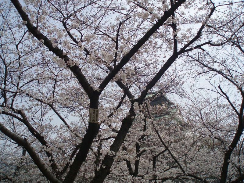 2008年4月の大阪の桜。満開観測となった標本木（大阪城公園）と大阪城天守閣。