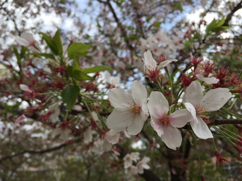 次第に葉桜になる桜。散った花も多いがまだつぼみもある（4月11日大阪市内にて）。