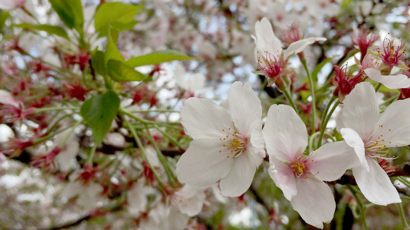 ご相談中】 細目と太目二種類の【桜の薪】は如何でしょうか
