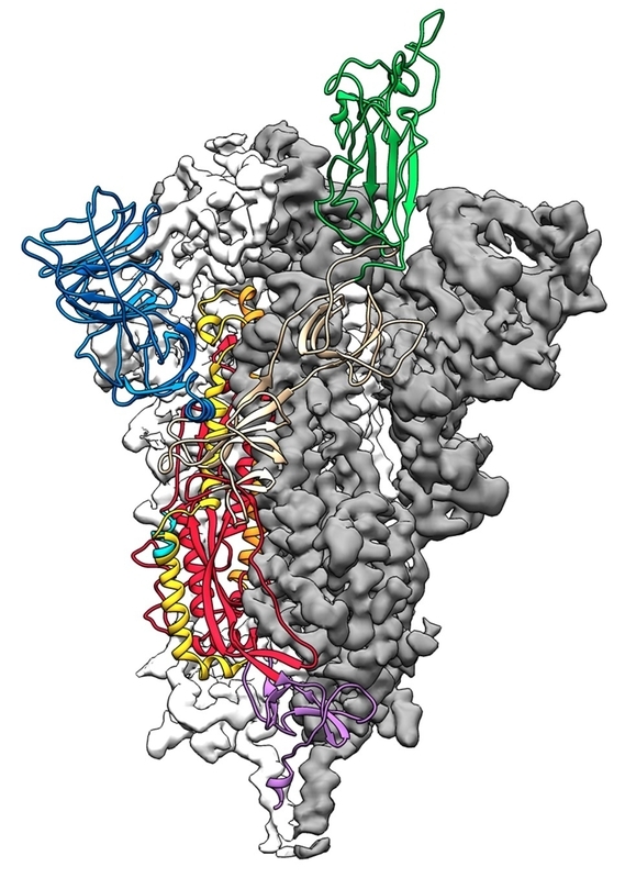 新型コロナウイルスのスパイクタンパク質（分子構造）3D マップ　Jason McLellan/Univ. of Texas at Austin