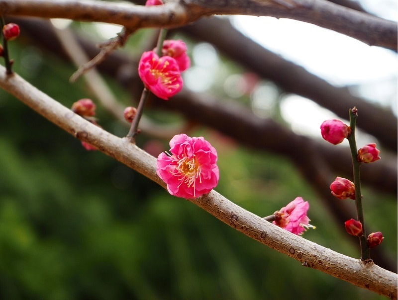 梅が咲き始めた代々木公園（1月7日，撮影：多胡安那さん）