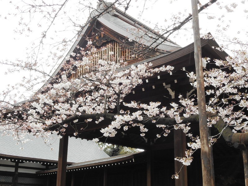 東京・靖国神社の桜（1日12時30分）