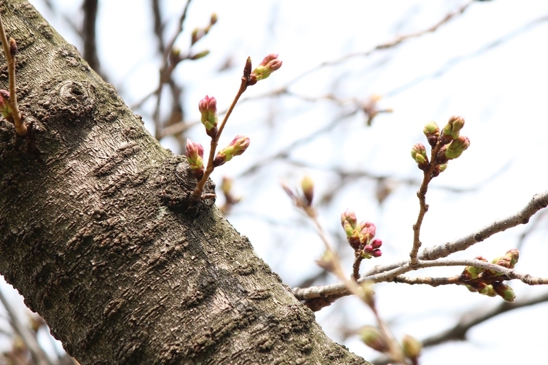 大阪の桜（標本木）はあと数日で開花？　3月23日：片平敦氏撮影