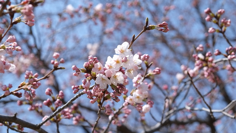 4月5日午前、仙台で桜開花（撮影：小杉浩史氏）
