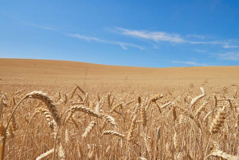 日本に輸入される外国産小麦のうち、半分が米国産