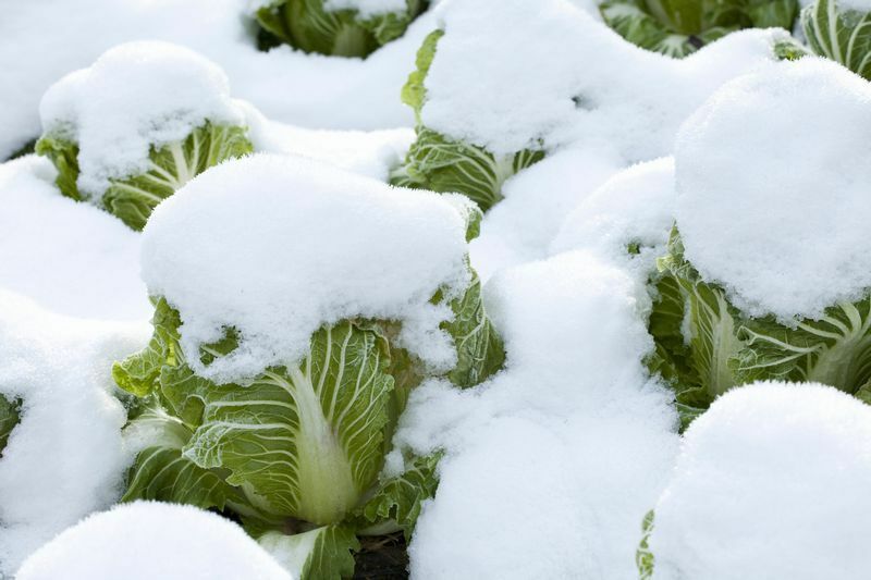 白菜に積もった雪（イメージ）